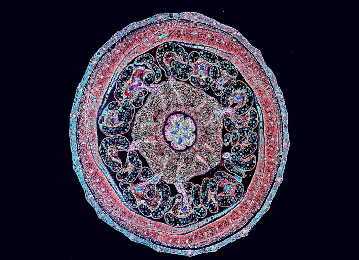 Psychedelic microscope slides reveal workings of plant and body cells